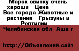 Марск свинку очень хароши › Цена ­ 2 000 - Все города Животные и растения » Грызуны и Рептилии   . Челябинская обл.,Аша г.